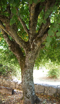 Trunk and main branches of a linden tree